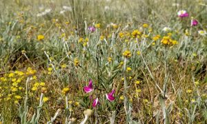 Grassland_PW Habitat-Northern Plains