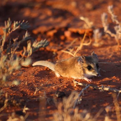 A,Fat-tailed,Dunnart,,A,Small,Carnivorous,Marsupial,,In,Outback,Australia's