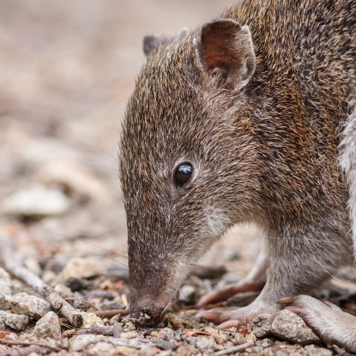 Southern Brown Bandicoot_shutterstock
