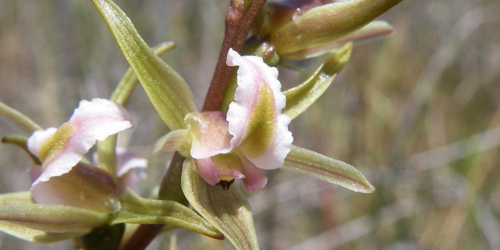 The critically endangered Gorrae Leek Orchid from south west Victoria is dependent on private land conservation for its survival