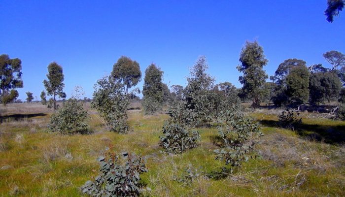 Grey Box regeneration occuring at Woolshed Paddock, Plains Woodland
