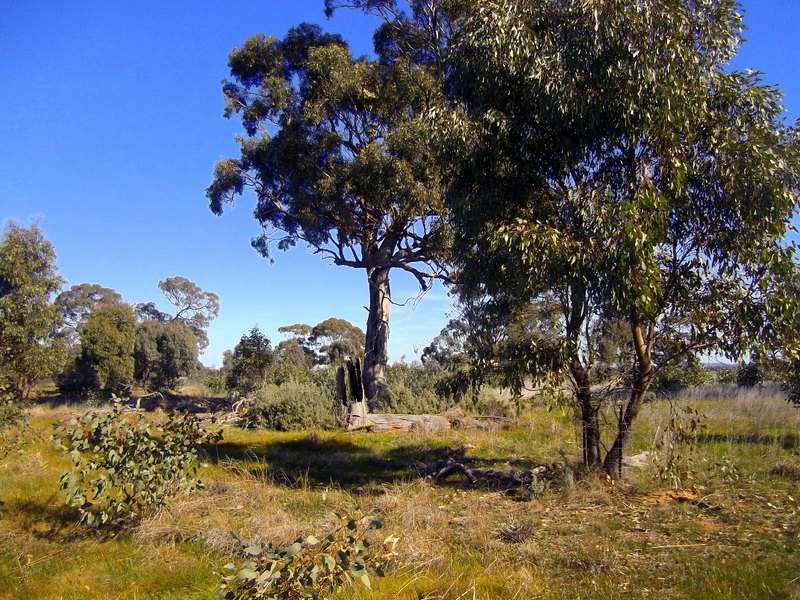 Grey Box patch at Woolshed paddock, Kinypanial Grasslands
