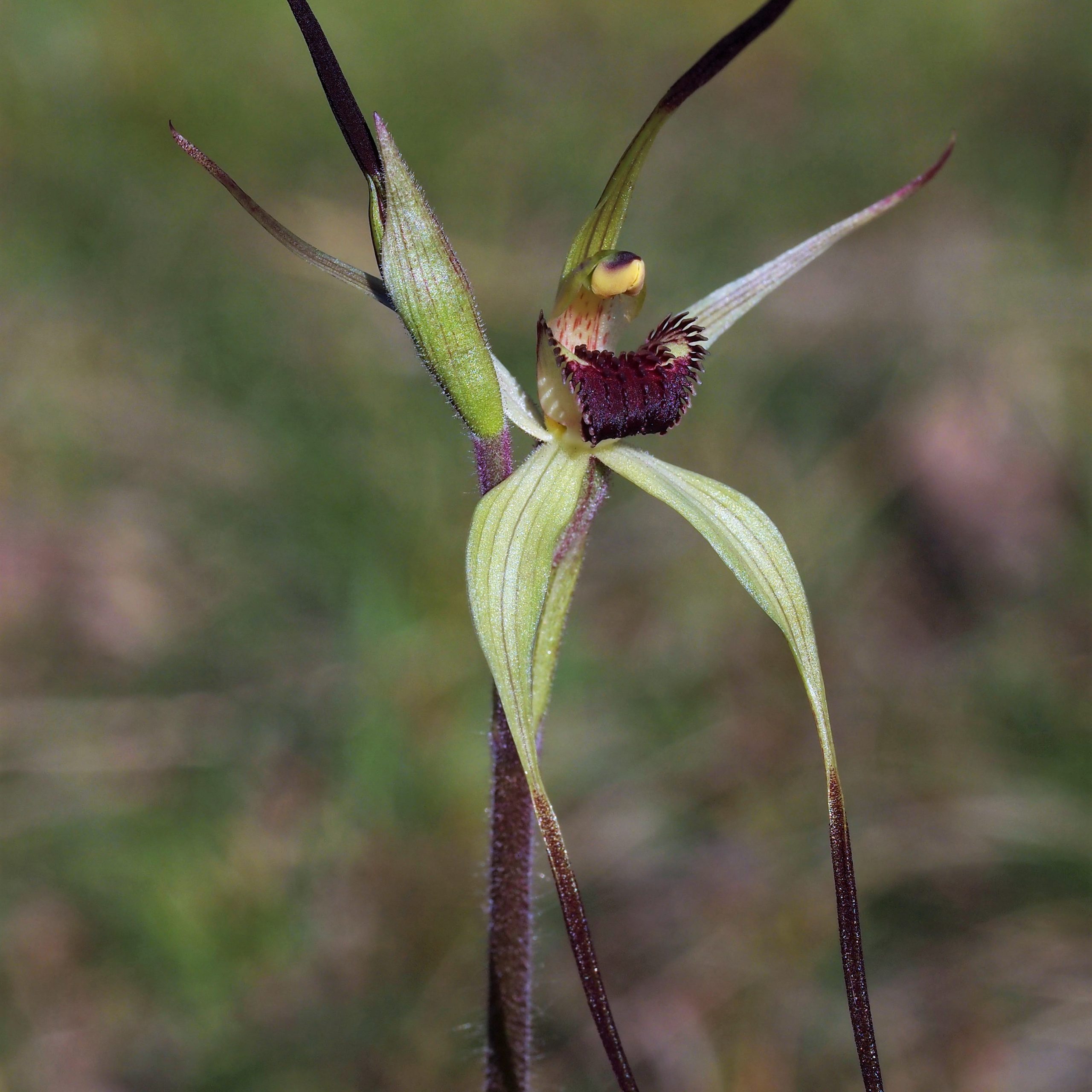 Raymond Island Spider-orchid. Image by Andrew Bould, Bairnsdale and District Field Naturalists.