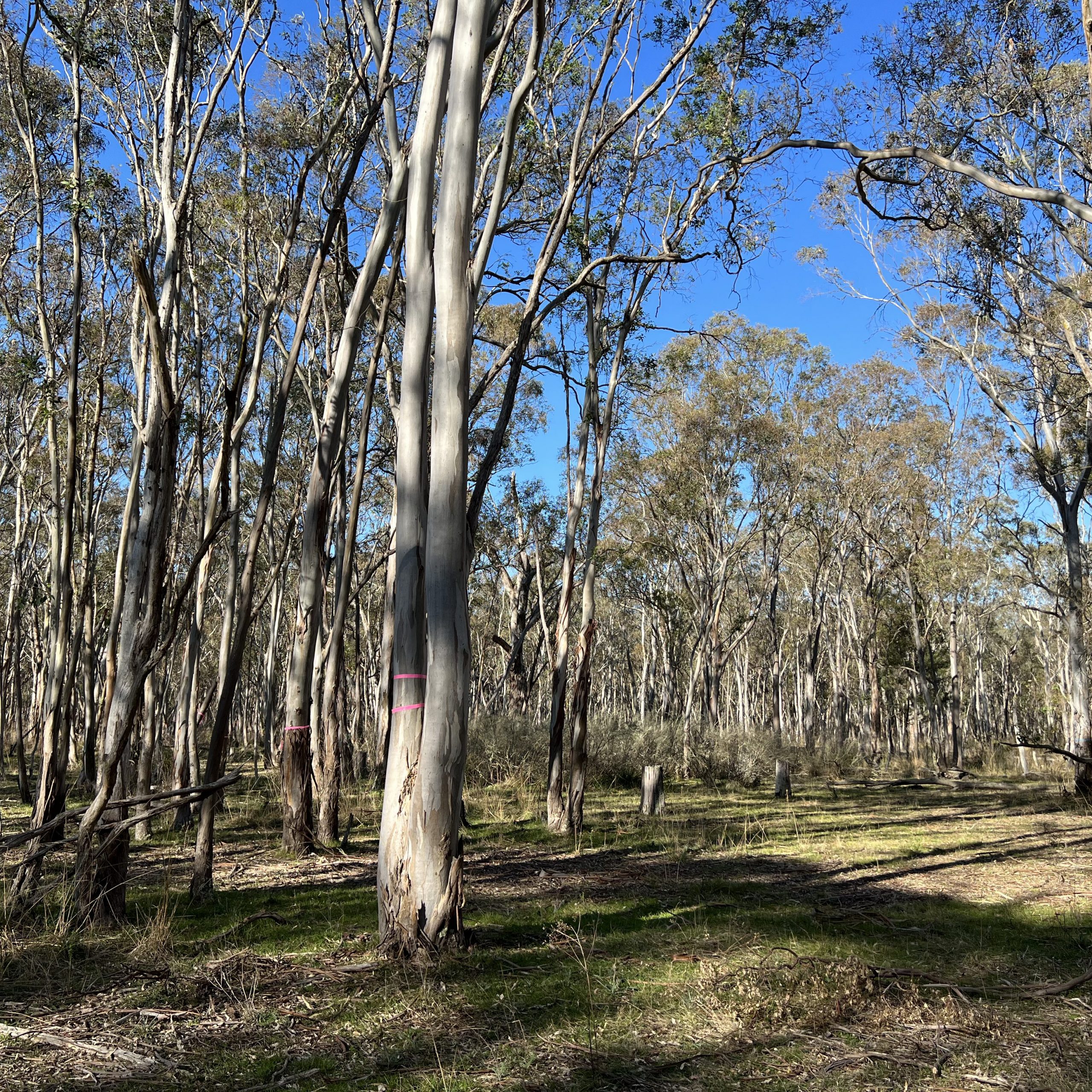 Picture of forest at Trust for Nature's Bush Family Reserve in Meerlieu.