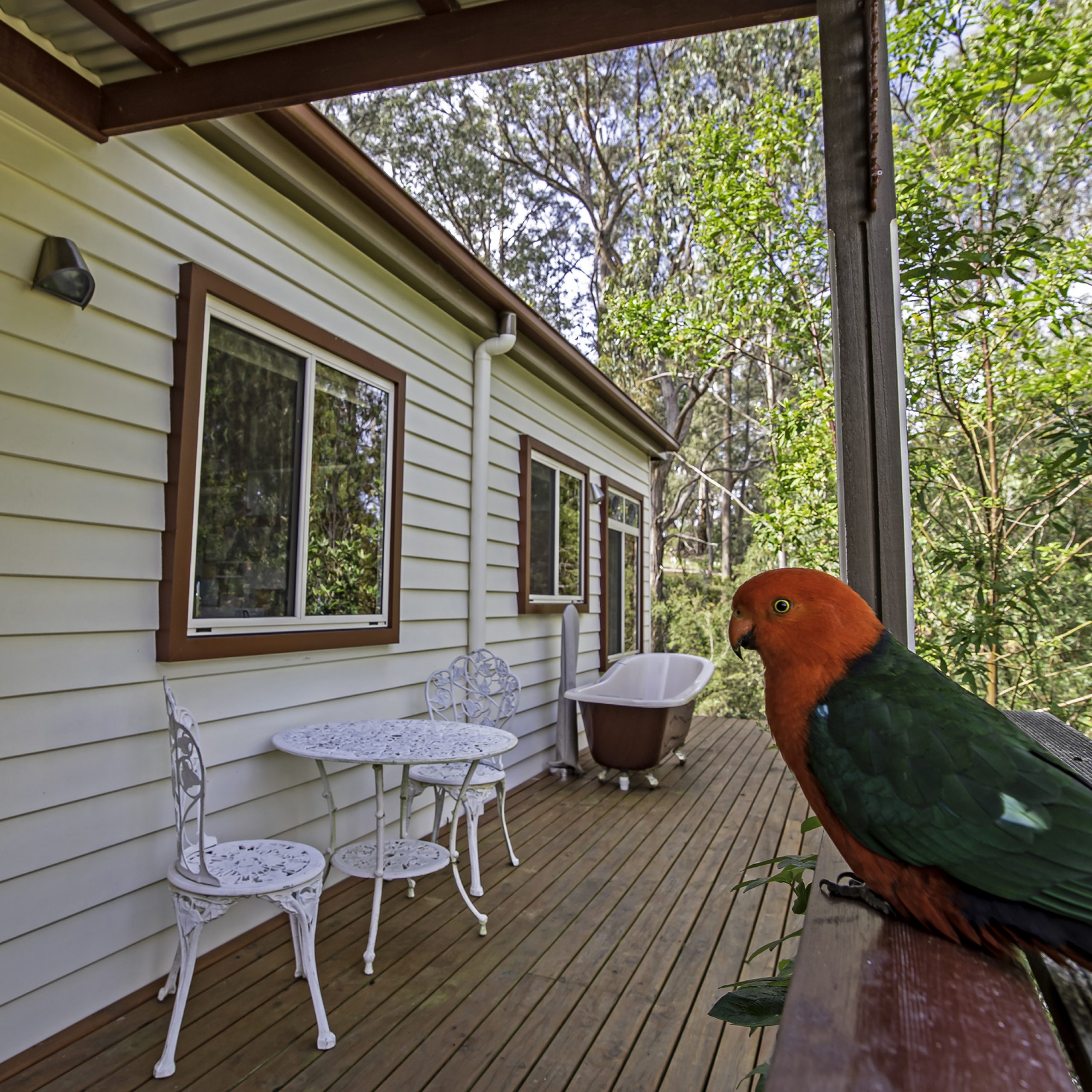 King Parrot with red head and green body sitting on banister outside cottage.