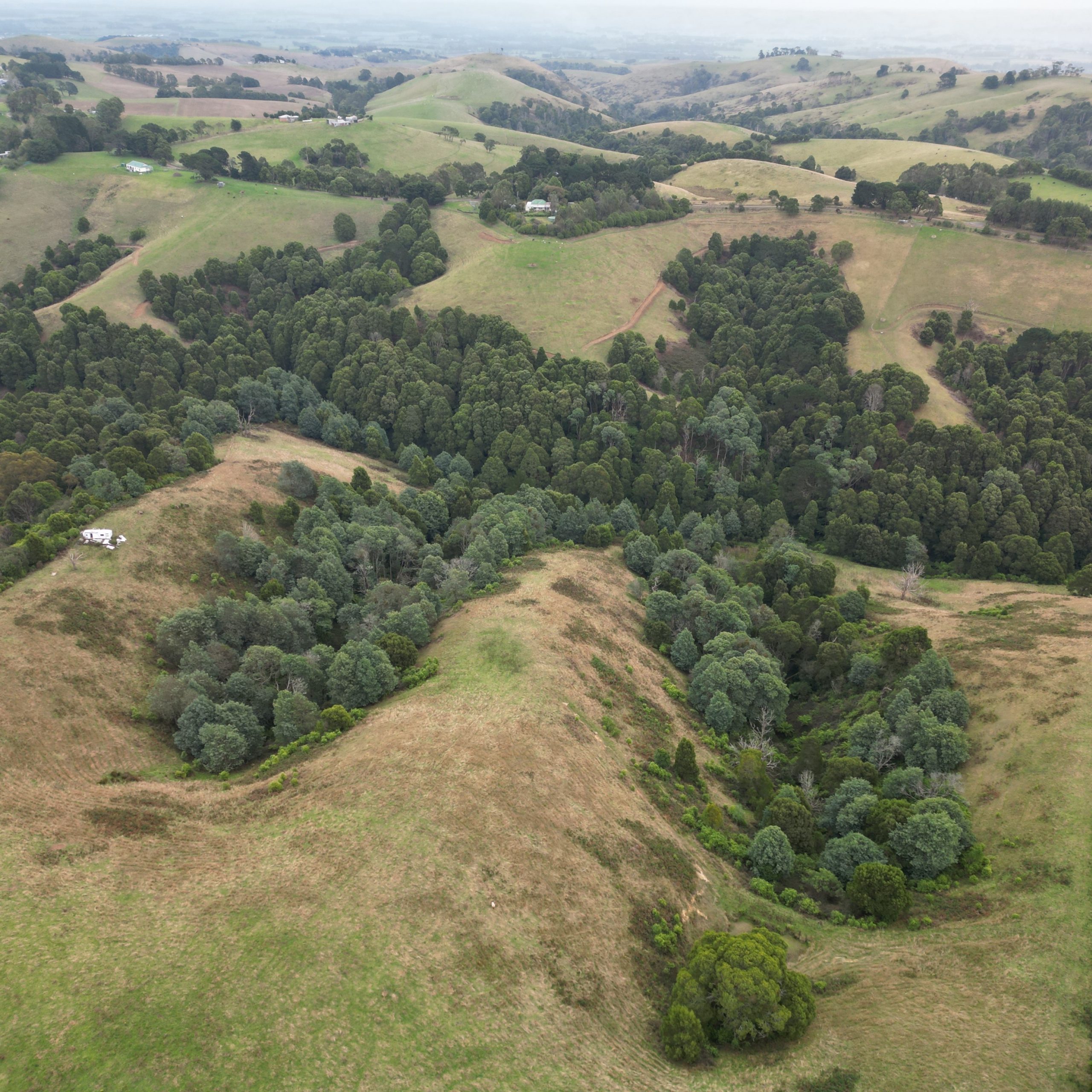 Aerial view of forest in near Foster, Victoria