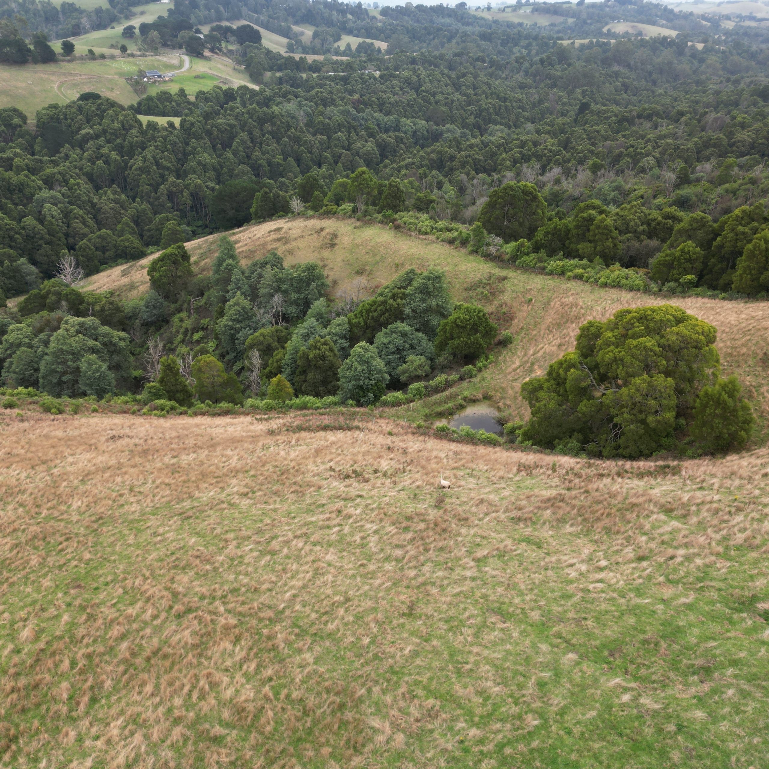 Aerial view of forest and hillside in near Foster, Victoria