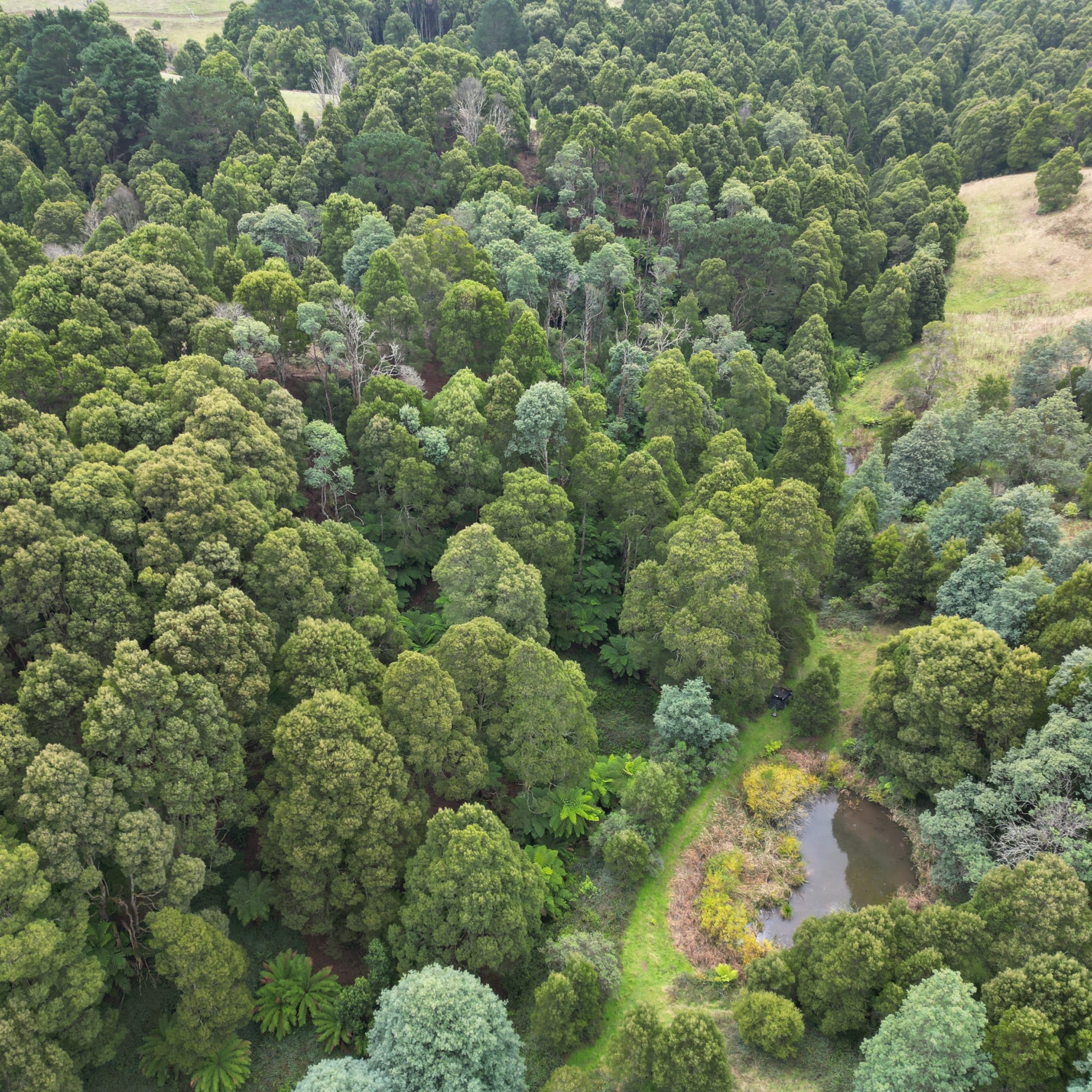 Aerial view of forest in near Foster, Victoria