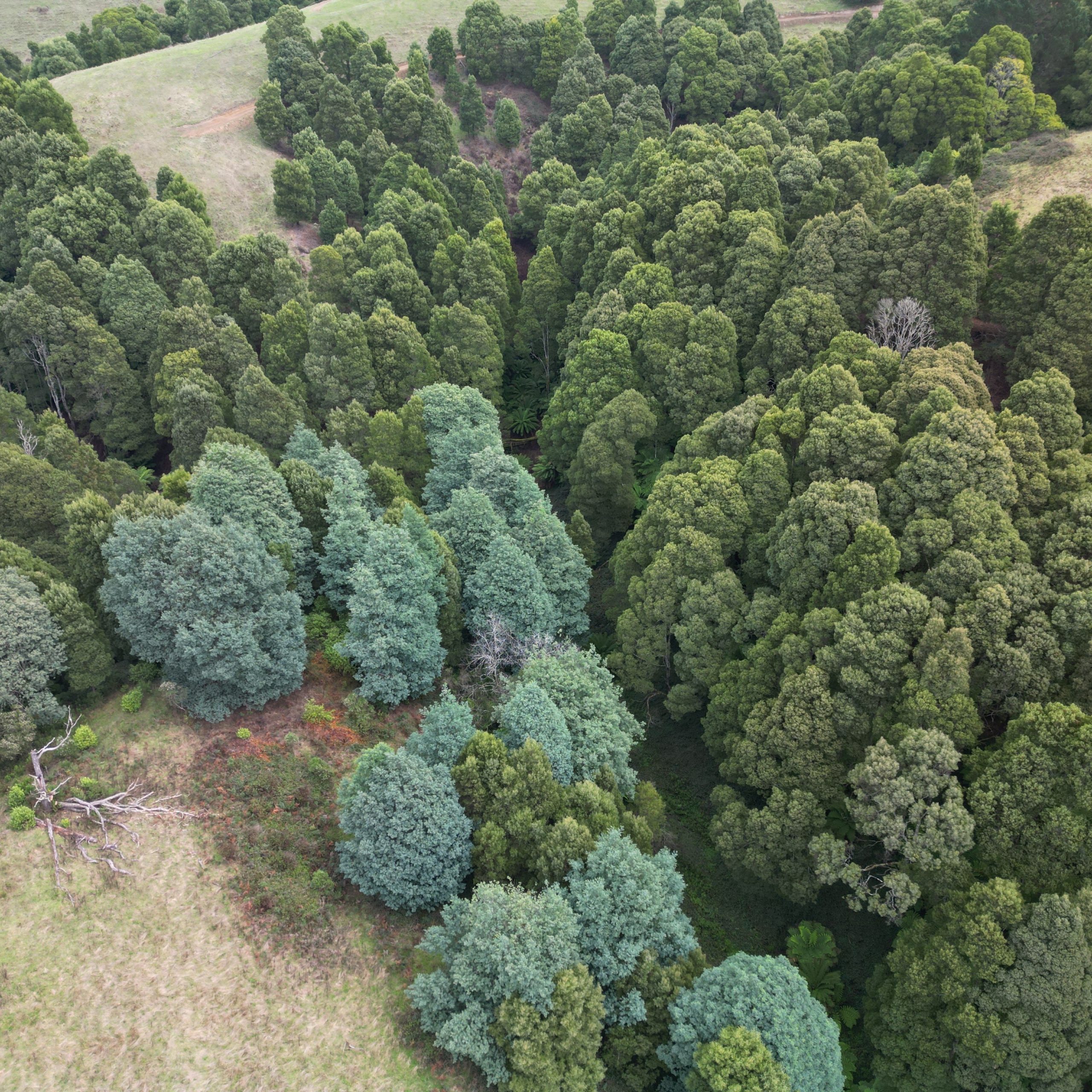 Aerial view of forest in near Foster, Victoria