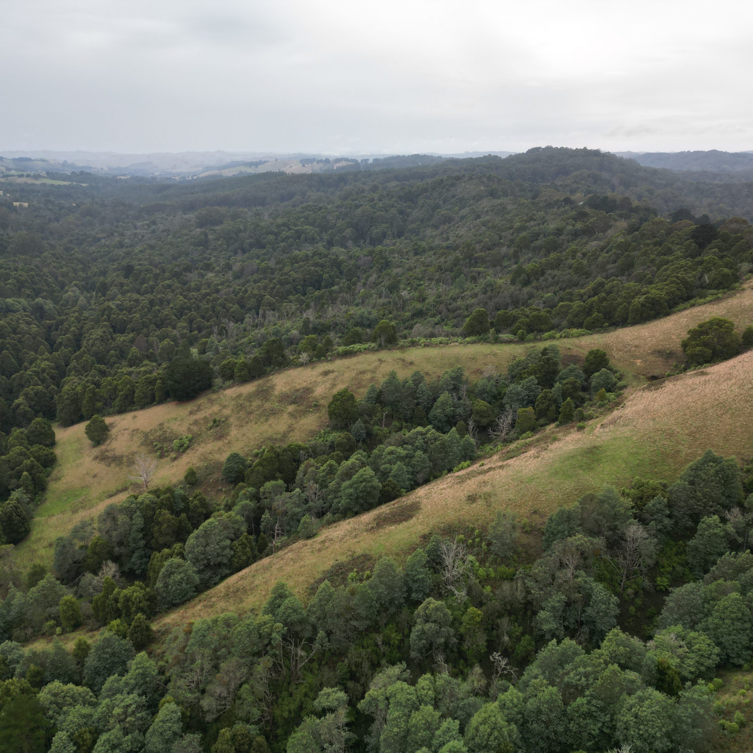 Aerial view of forest in near Foster, Victoria