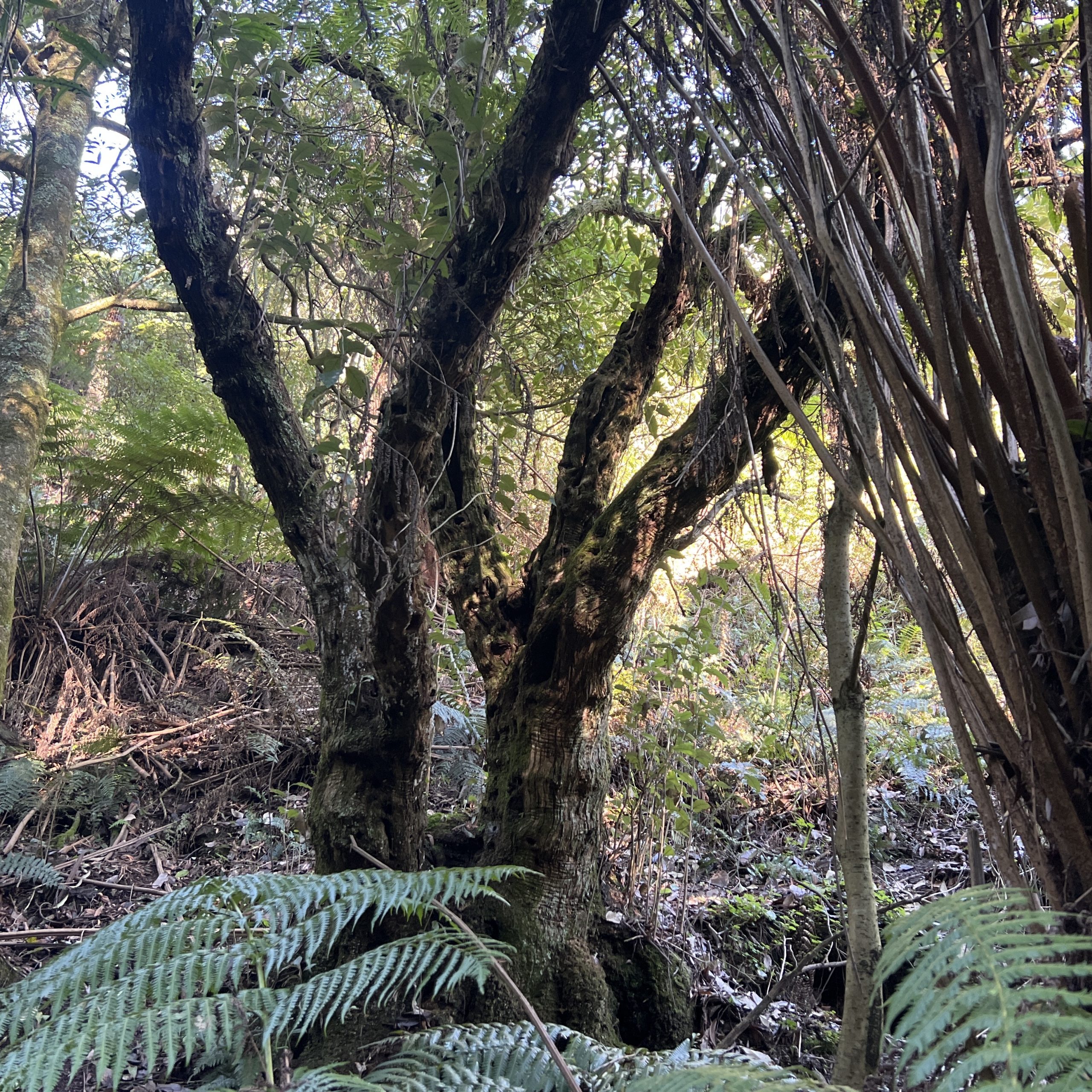 Beautiful forest on property near Foster, Victoria