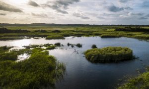 Victorian wetlands at sunset