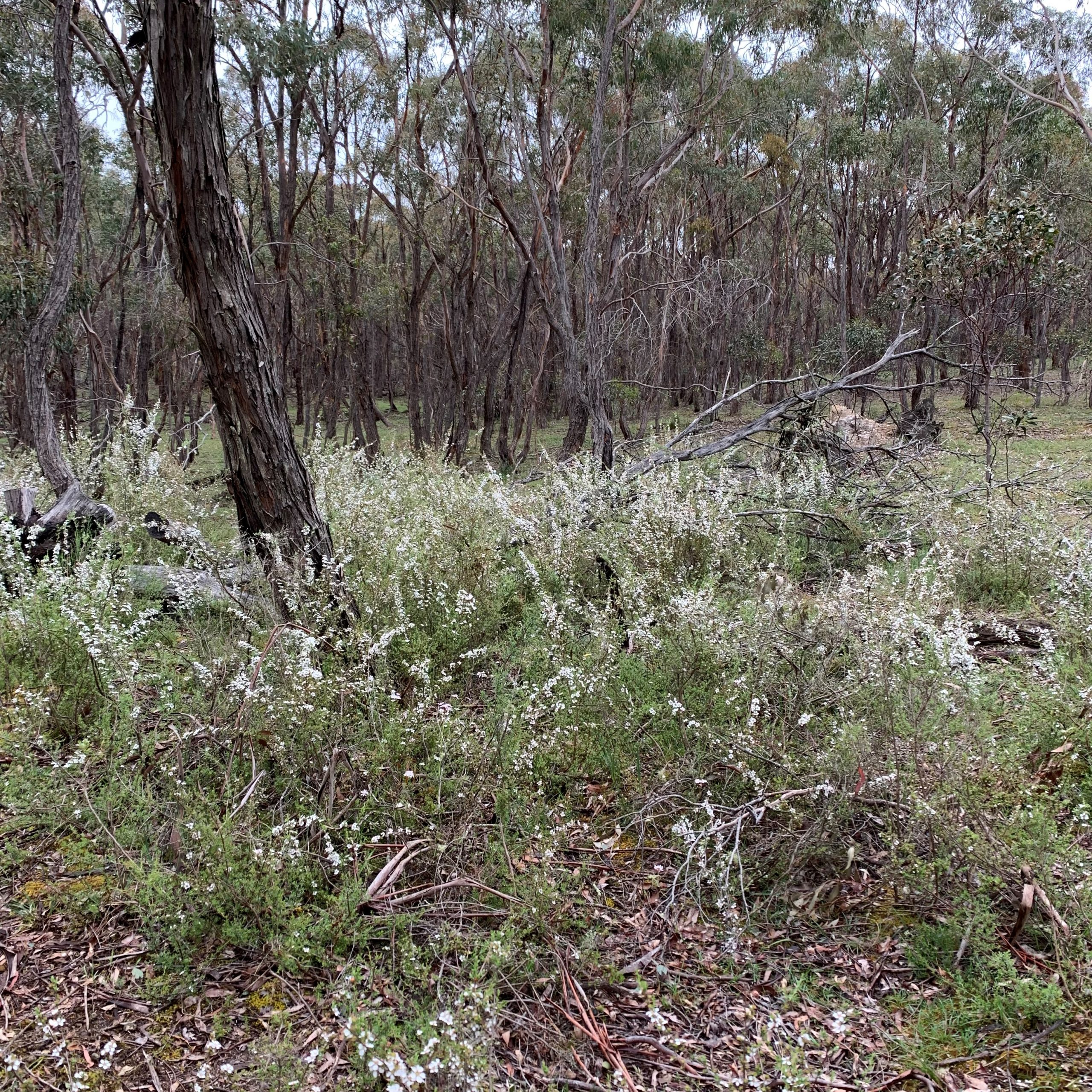 Trees and shrubs growing on conservation property