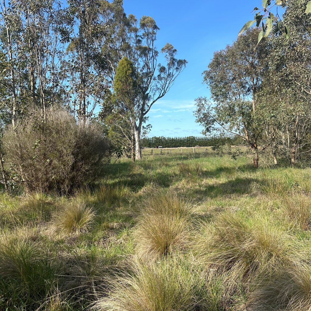 Red gum grassy woodland.